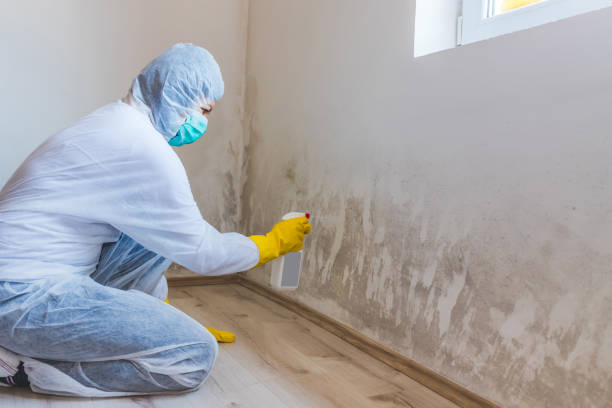 Licensed Mold Cleanup service in North Arlington, NJ - WQB Mold Removal