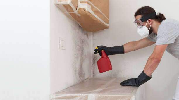 Professional Mold Cleanup technician working in North Arlington, NJ