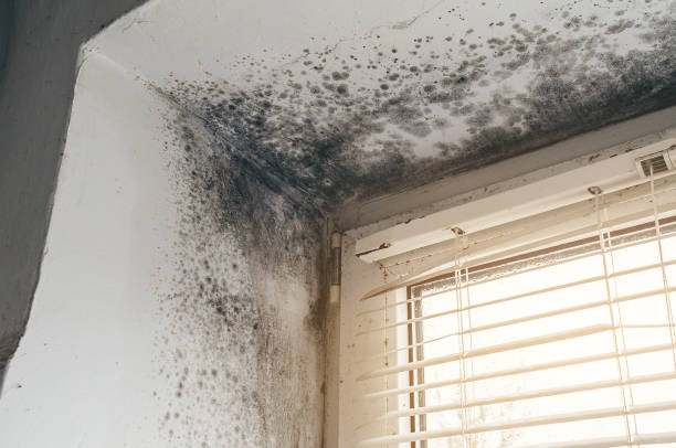 Affordable Mold Cleanup solutions in North Arlington, NJ